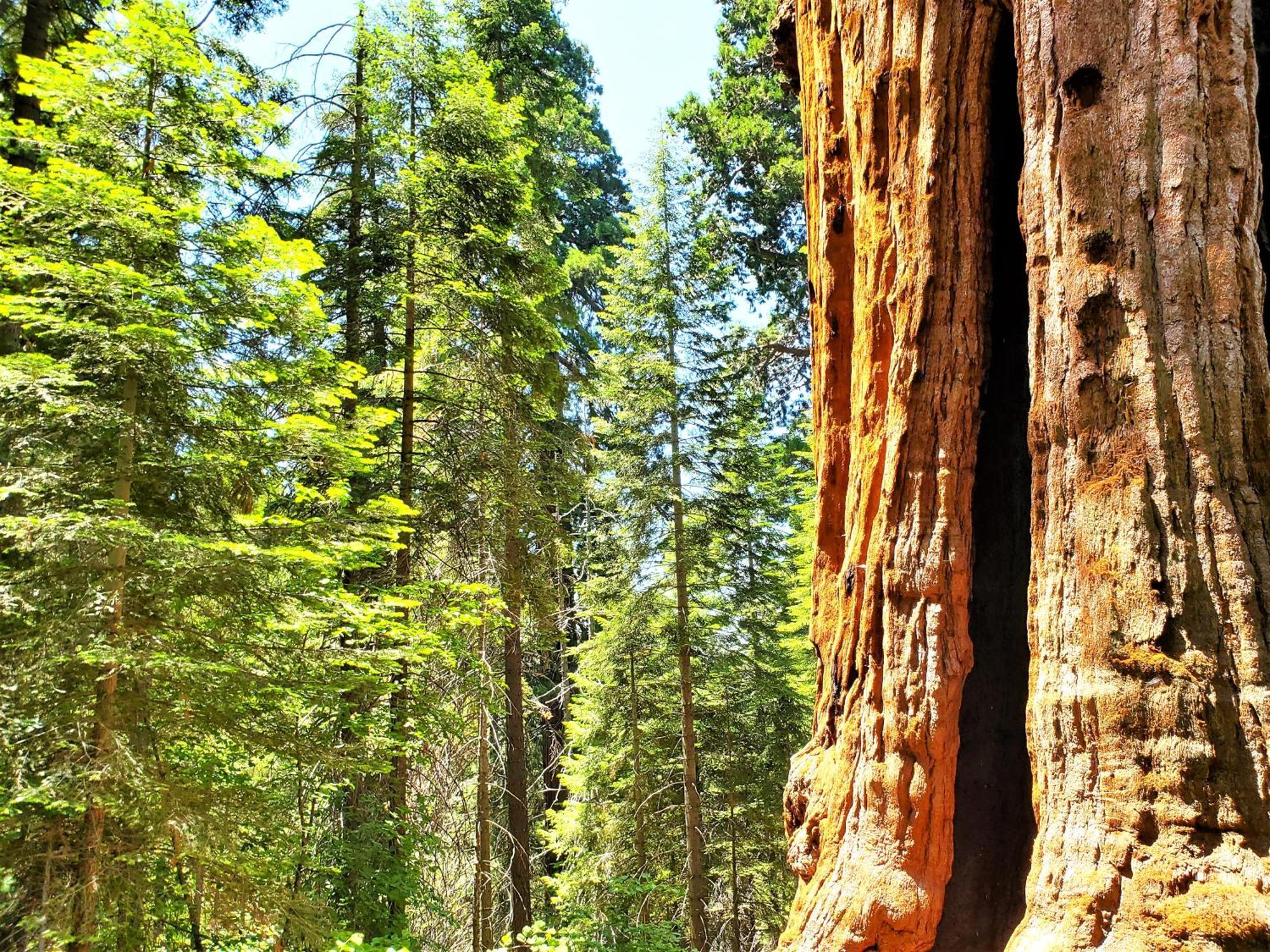 Willa Sequoia Trails, Mountains, Fun & Relax Ponderosa Zewnętrze zdjęcie